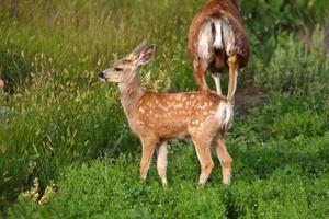 cerf mulet faon et biche photo