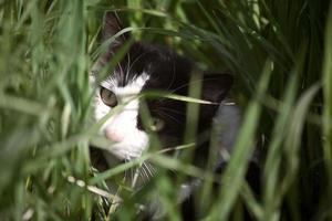 Un chat domestique se cachant dans l'herbe en bordure de route en Saskatchewan photo