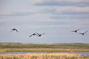 canards en vol au dessus des marais du lac chaplin en saskatchewan photo