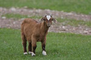 Chevreau dans les pâturages du Manitoba photo