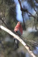 Cardinal des pins en hiver photo