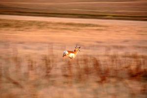 antilope d'Amérique dans le champ de la saskatchewan photo