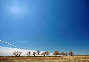 arbres dénudés le long de la rive du lac manitoba photo