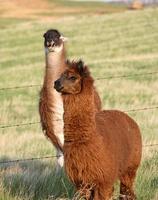 Lamas au printemps en Saskatchewan Canada photo