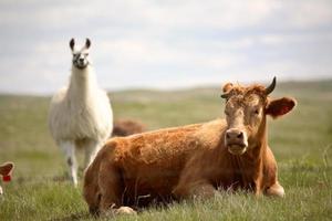 lama regardant au-dessus d'une vache dans la ville pittoresque de saskatchewan photo