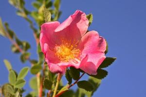 une rose des prairies dans la pittoresque saskatchewan photo