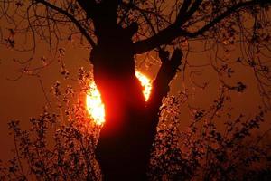coucher de soleil derrière un arbre dans le nord du manitoba photo