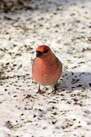 Cardinal des pins en hiver photo