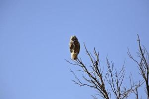 grand-duc d'Amérique perché sur une branche photo