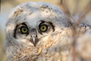 owlet dans son nid en saskatchewan photo