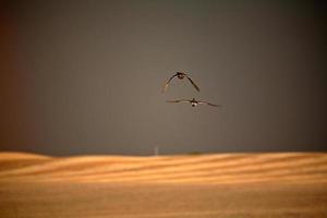 Deux canards en vol par temps orageux en Saskatchewan photo