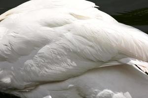 Cygne tuberculé à Crescent Park à Moose Jaw Saskatchewan photo