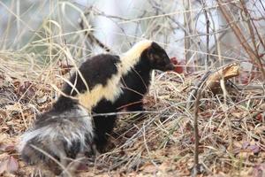 Jeune mouffette dans l'herbe saskatchewan canada photo