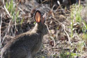 lapin à queue blanche dans le nord du manitoba photo