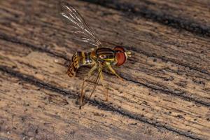 mouche calligraphe adulte photo