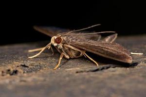 insecte papillon adulte photo