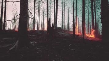 un feu de forêt brûle le sol dans la forêt photo