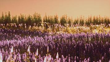 champ de lavande en fleurs sous les couleurs du coucher de soleil d'été photo