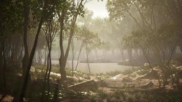 étang dans une forêt avec brouillard photo