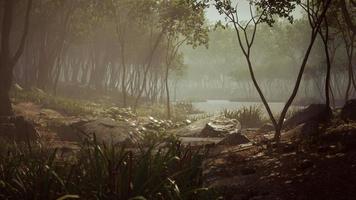 étang dans une forêt avec brouillard photo