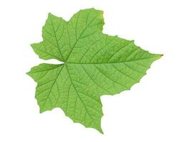 feuille verte isolée sur fond blanc. photo