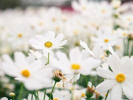 des fleurs de cosmos blanches fleurissent dans le jardin. photo