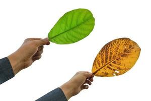 main tenant une feuille verte isolée sur fond blanc avec un tracé de détourage. feuille orange et verte. photo