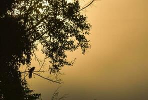 vue floue des oiseaux sur la branche de la silhouette de l'arbre avec un ciel orange en arrière-plan. photo