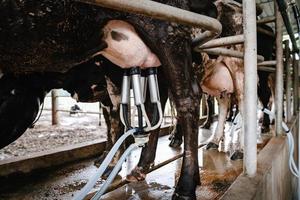 vaches laitières et industrie artisanale, vache traire le lait cru avec machine d'équipement d'installation dans une ferme bovine. entrepreneur d'élevage et d'agriculture. photo