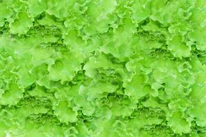 gros plan de feuilles de salade de laitue verte fraîche. fond de texture de salade. photo