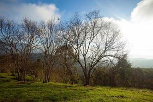 arbres sans feuilles le matin photo