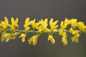 mélilot jaune en fleurs photo