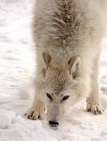 loup arctique en hiver photo