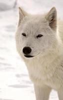 loup arctique en hiver photo