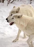 loups arctiques en hiver photo