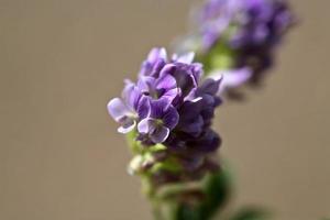 Belle fleur sauvage le long d'une route de campagne de la Saskatchewan photo