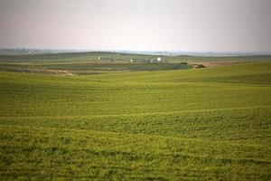 collines avec de nouvelles cultures poussant dans la pittoresque saskatchewan photo