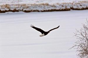 pygargue à tête blanche en vol photo