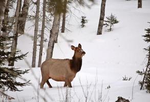 wapiti en hiver photo