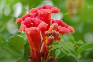 belles fleurs rouges de la vigne trompette ou trompette creeper campsis radicans. fleurs de camping. photo