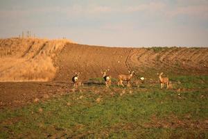 petit troupeau de cerfs mulets photo