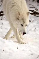 loup arctique en hiver photo