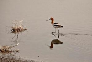 avocette pataugeant dans les eaux peu profondes photo