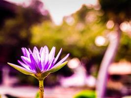 fleurs de lotus violettes ou fleurs de nénuphar fleurissant sur l'étang. fond de décoration de culte de bouddha d'été