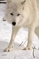 loup arctique en hiver photo