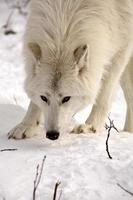 loup arctique en hiver photo