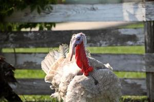 dinde domestique plutôt colorée dans la pittoresque ville de saskatchewan photo