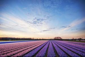 coucher de soleil sur les champs de jonquilles. photo