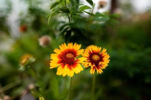 deux fleurs de couverture communes photo