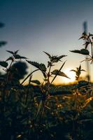 plante d'ortie rétro-éclairée par le soleil photo